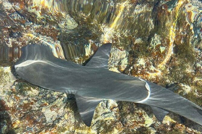 3-Hour Shark Bay and Salt Lakes in Sal Island Guided Tour - Who Will Enjoy This Tour?