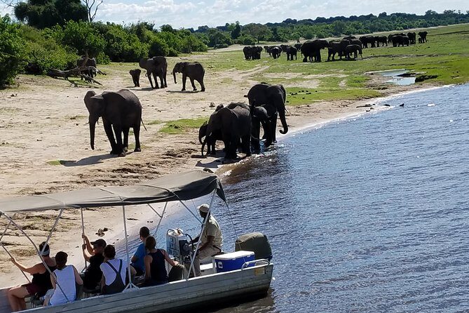 3 Hours Chobe River Boat Cruise - Final Thoughts