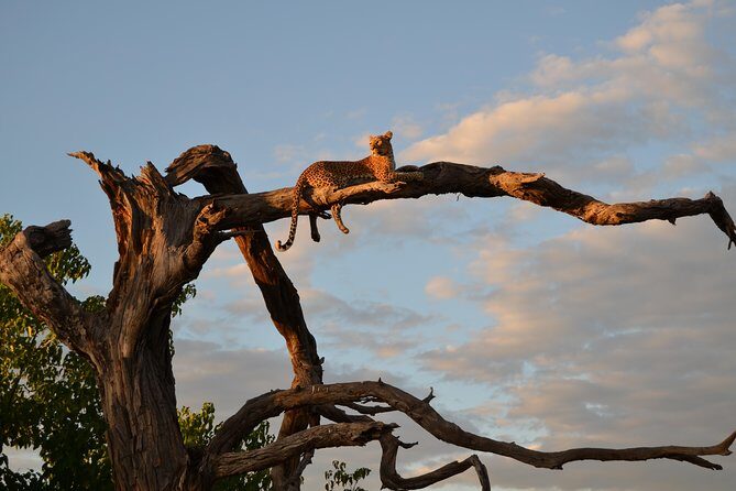 3 hrs Game drive in Chobe National Park (Leon Safaris Gold) - The Itinerary Breakdown