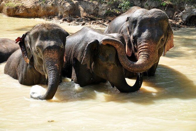 3-in-1: Doi Inthanon Tour, Elephant Sanctuary, and Trekking Trail - What to Expect on the Day
