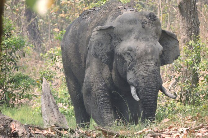 3 Nights 4 Days Bardia Tiger Tracking Tour | Bardia Jungle Safari - Authenticity and Real Traveler Feedback