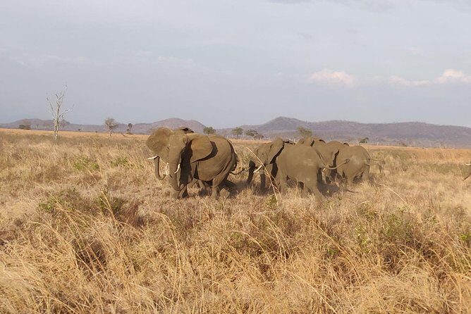 3 nights 4 Days Ruaha National Park - Transportation and Accommodations
