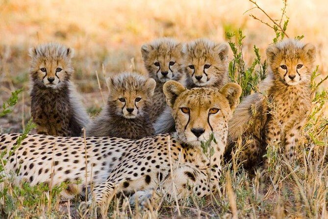 3 nights exclusive Masai Mara safari - The Itinerary: A Closer Look