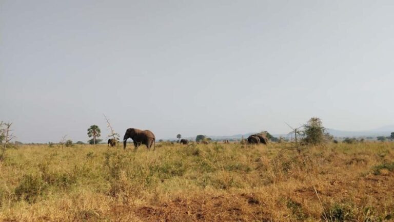 3 Queen Elizabeth National park and Boat cruise - Who Will Love This Tour?