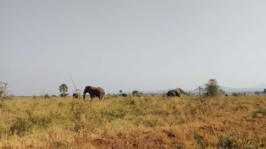 3 Queen Elizabeth National park and Boat cruise
