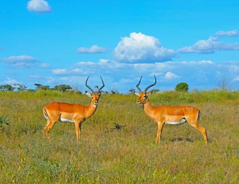 3Day Samburu National Reserve: Culture & Wildlife Immersion - Exploring the Safari Itinerary in Detail