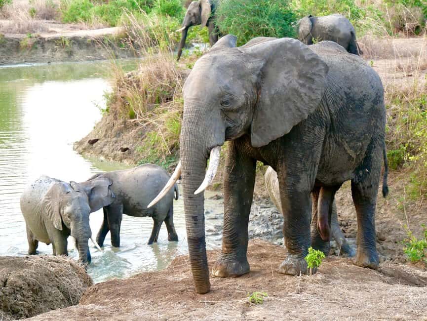 3days 2nights Exceptional Experience - Nyerere National Park - Practical Details and What to Expect
