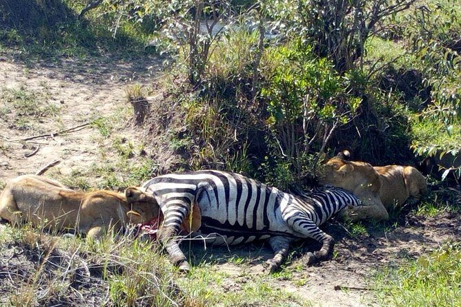 3Days 2nights Masai Mara group joining safari - The Sum Up