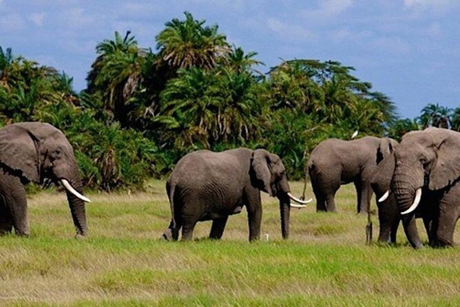 3days masai mara best of lodge safari - Starting Point and First Impressions