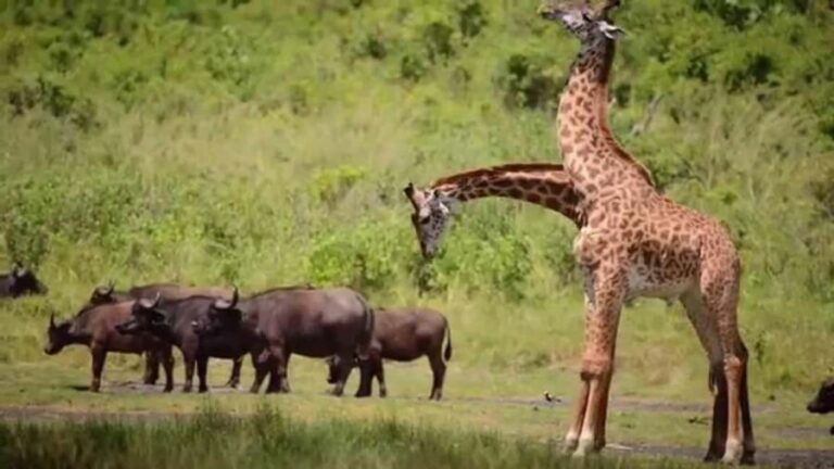 3Days Masai Mara Group Joining Camping with Daily Departures - What the Tour Includes and What to Consider