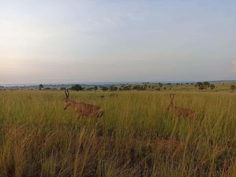 3Days Murchison falls and Boatcruise - An In-Depth Look at the 3-Day Murchison Falls Safari