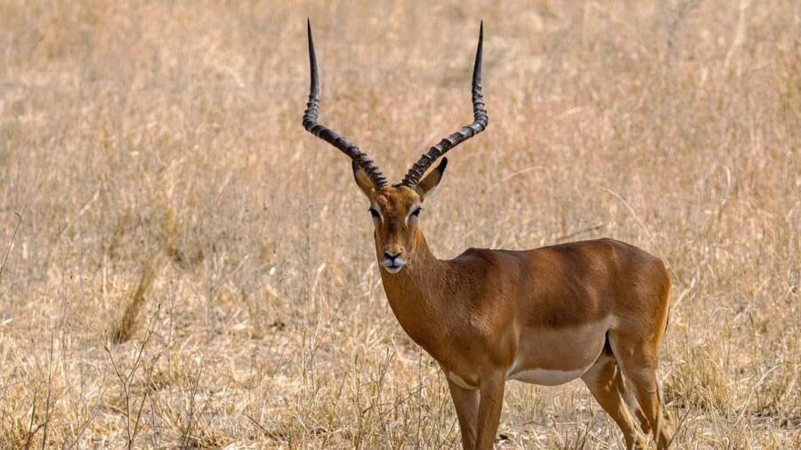 3Days Wildlife safari & Cultural Tour From Zanzibar - Day 1: From Zanzibar to Mikumi—Culture and Camping