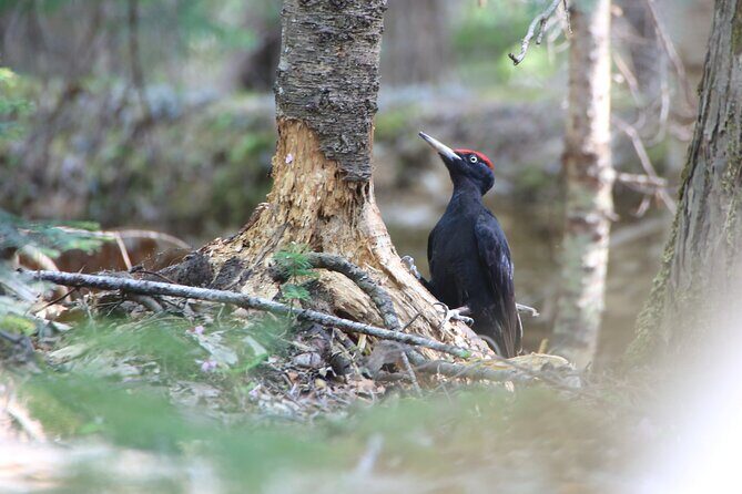 3hours Primeval Forest and Stunning Views of Cliff Trekking Tour - A Closer Look at the Experience