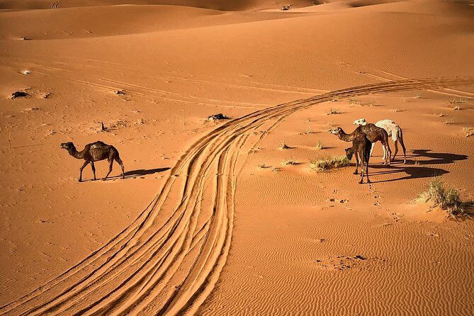 4-Day, 3-Night Marrakech to Marrakech Desert tour - What the Experience Means for You