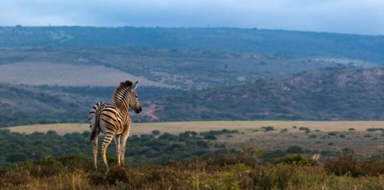 4-Day Addo to Karoo Safari - Day 1: Addo Elephant National Park—A Wildlife Wonderland