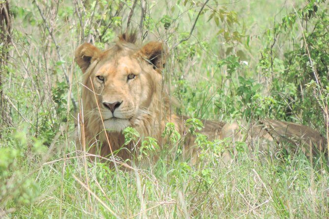 4-Day Adventure to Lake Nakuru & Maasai Mara - Authentic Experiences & Highlights