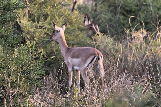 4 Day All Incl. Private Kruger Park Safari and Transfer From Nelspruit - What’s Included and What’s Not?