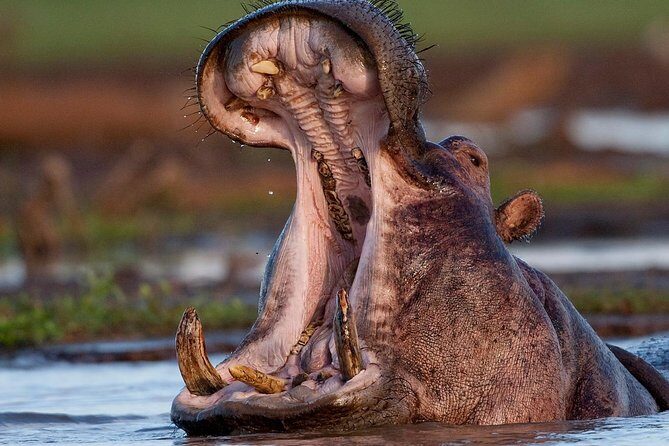 4 Day: Astonishing Group Safari - The Experience and Value