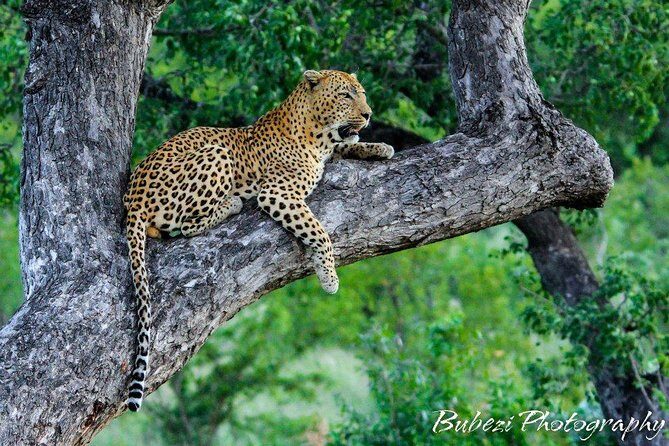 4 Day Bubezi Classic Safari & Panoramic Tour - Exploring the Itinerary in Detail