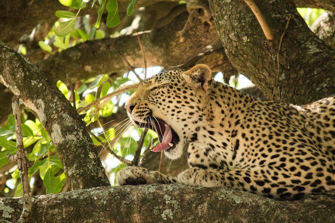 4 Day Budget Kruger National Park Safari - Who Should Consider This Safari?