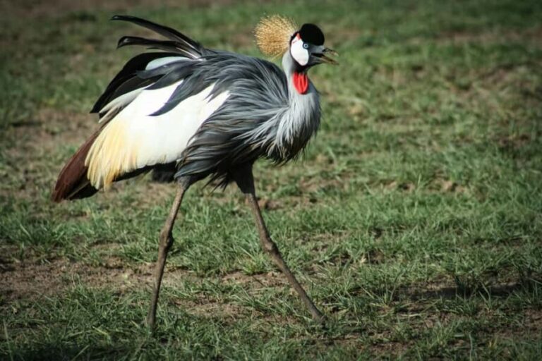4-Day Camping Safari to Tarangire, Serengeti & Ngorongoro - What Makes This Safari Stand Out?