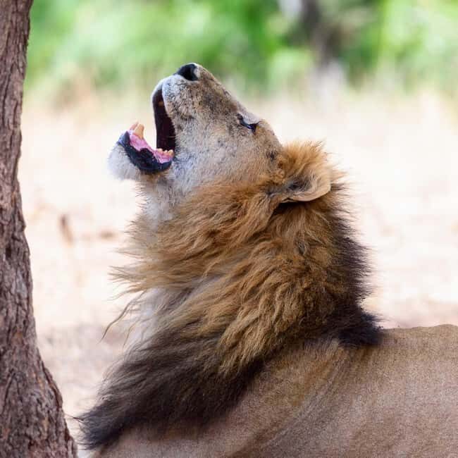 4-Day Classic Wildlife & Cultural - A Detailed Look at the 4-Day Safari Itinerary