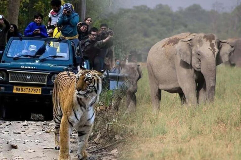 4-Day Delhi to Jaipur, Ranthambore & Sariska Safari Journey - Detailed Tour Breakdown