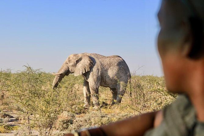 4-Day Etosha And Swakopmund Accommodated Adventure from Windhoek - Who Will Love This Tour?