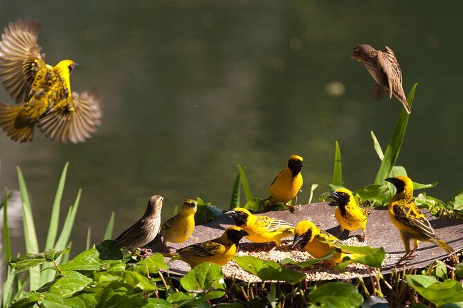 4 Day Garden Route Tour from CapeTown Small Group Hiking and Game - The Value of This Tour