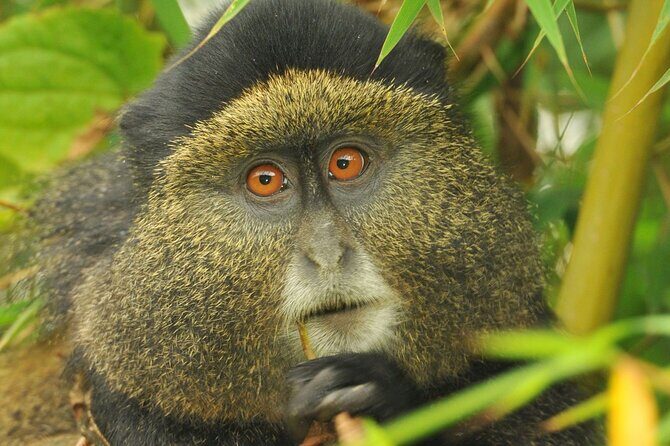 4 Day Golden Monkeys Bwindi Gorillas Wildlife and Chimps Trek - Who Should Consider This Tour?