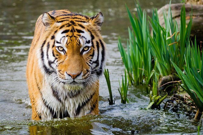 4 Day Golden Triangle with Ranthambore Tiger Safari Tour from Delhi - What Makes This Tour Stand Out