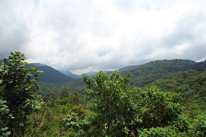 4-Day Gorilla & Chimpanzee Trekking Luxury Fly-in Tour in Uganda - An Inside Look at the 4-Day Uganda Primates Tour