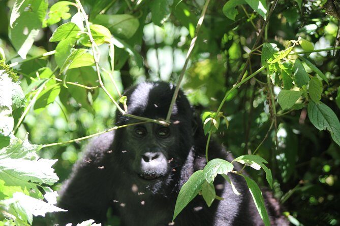 4 Day Gorilla Trekking & Golden Monkeys - Who Is This Tour For?