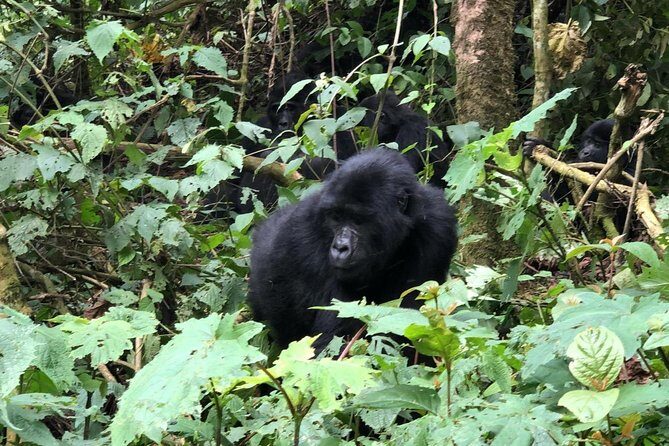 4 Day Gorillas, Wildlife and Chimpanzee Trek at Kibale - Day 2: Chimpanzee Trekking and Journey to Queen Elizabeth