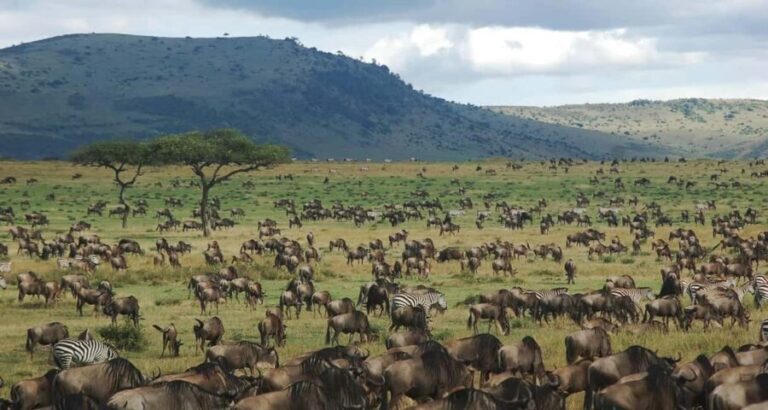4-Day Great Migration/ Calving Season Serengeti Explorer - The Practicalities and Value