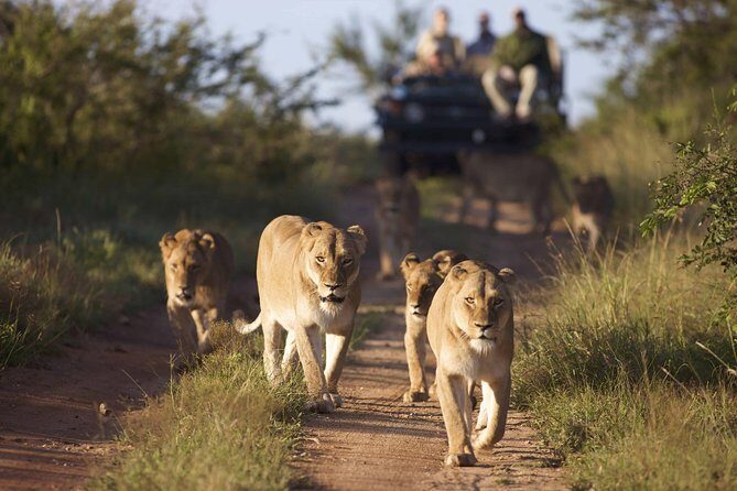 4 Day Greater Kruger Kapama Game Lodge Safari with Panorama Route Journey - Who Is This Tour Best For?