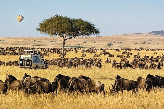 4 day Group Safari To Maasai Mara and L. Nakuru Park by 4x4 jeep - What Makes This Tour Stand Out?