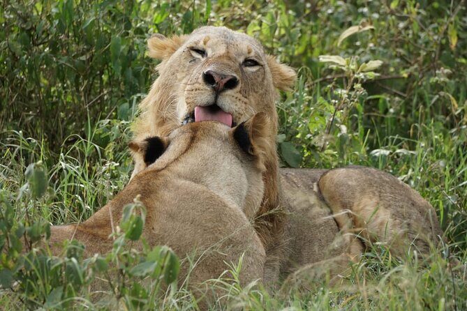 4-Day Group Safari to Maasai Mara & Lake Nakuru- 4 x 4 jeep - Day 2: Full-Day Wildlife Watching in Maasai Mara