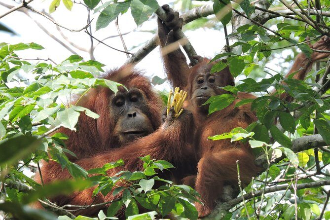 4 Day Jungle Adventure including 2 day trek - Why This Tour Stands Out
