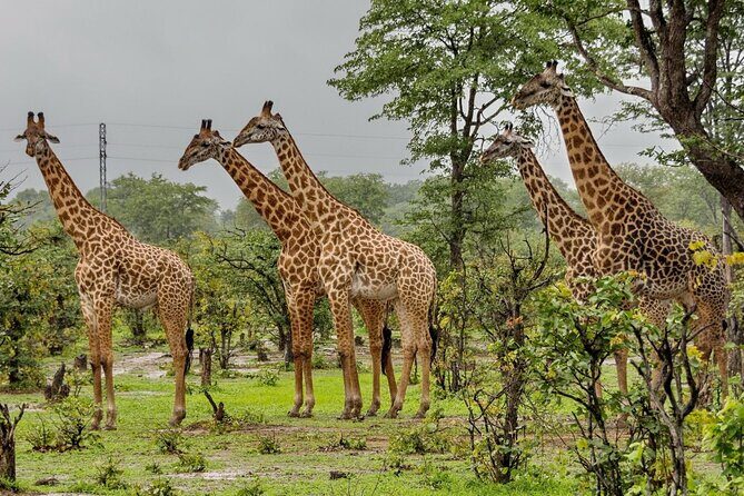 4 Day Kruger National Park and Panorama Tour from Johannesburg - Experience Breakdown: A Deep Dive into the Itinerary