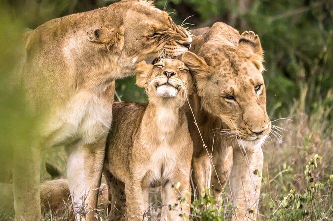 4-Day Kruger National Park & Panorama Route Tented Safari - Day 1: From Johannesburg to Kruger National Park