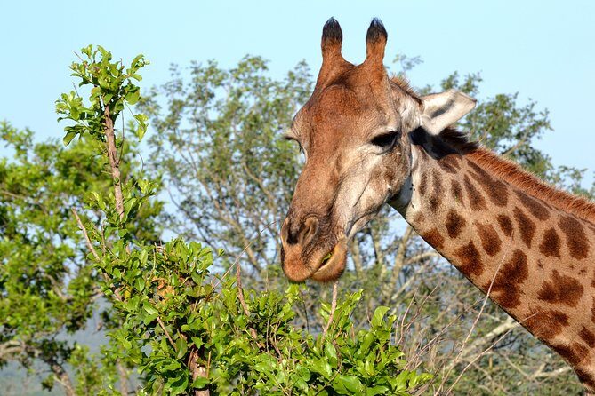 4-Day Kruger National Park Safari from Johannesburg - Transportation and Logistics