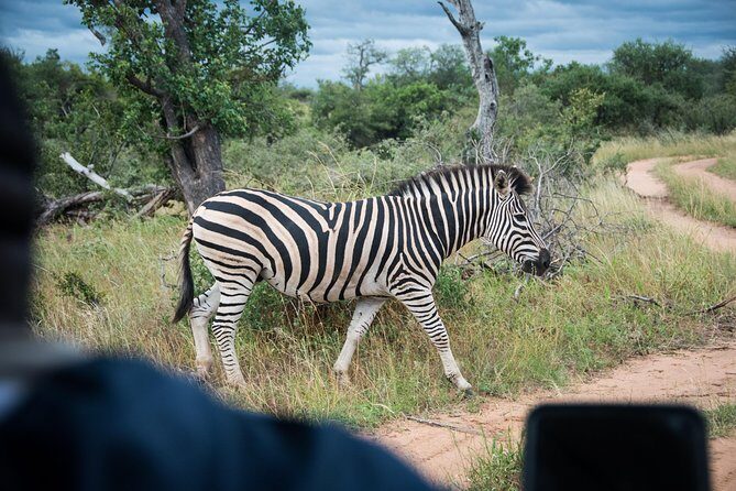 4 Day Lodge and Treehouse Kruger National Park Safari - Practical Considerations and Value