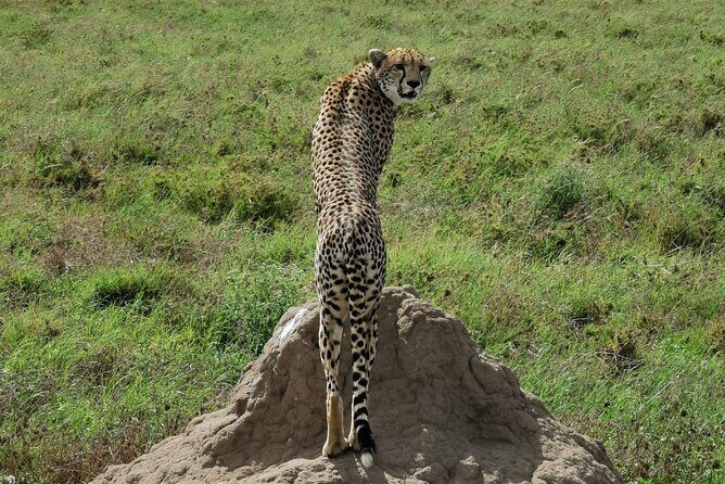 4-Day Lodge Private Tour to Tarangire, Serengeti and Ngorongoro - What Makes This Tour Stand Out