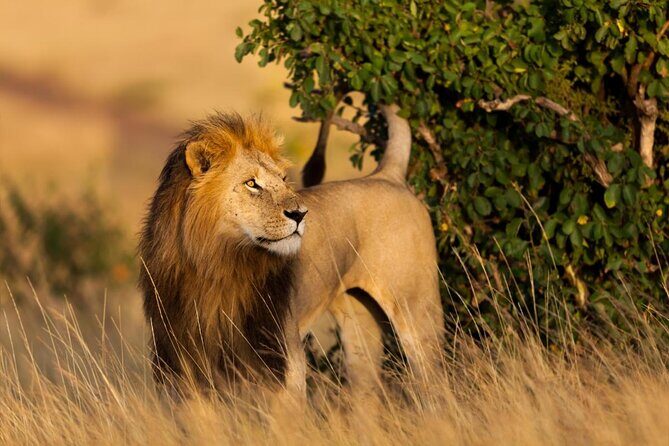 4-Day Maasai Mara and Lake Nakuru Safari from Nairobi - What Makes This Tour Valuable?