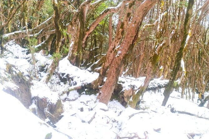 4 Day Mardi Himal Base Camp Trek from Pokhara - What Travelers Can Expect