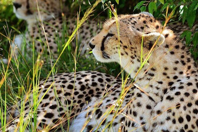 4-Day Masai Mara and Lake Nakuru Jeep Safari - Detailed Itinerary Breakdown: What to Expect at Each Stop