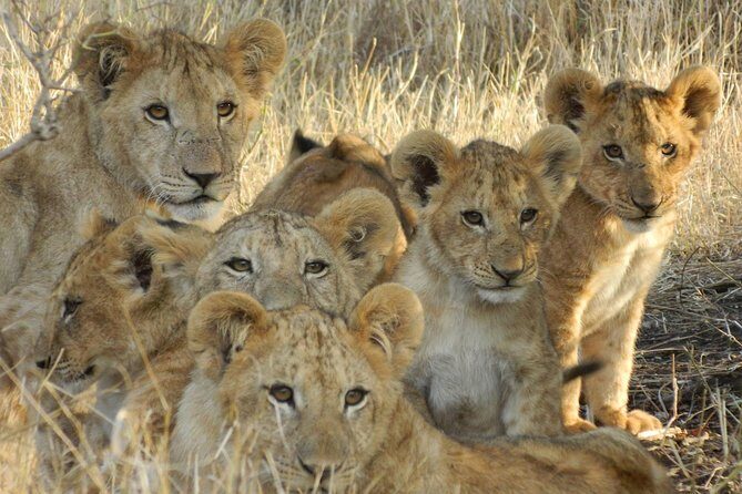 4-Day Masai Mara and Lake Nakuru safari from Nairobi. - What travelers are saying