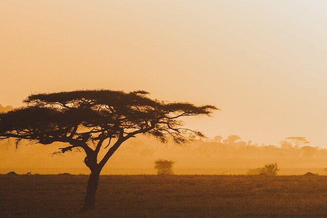 4-Day Masai Mara and Lake Nakuru Safari Tour from Nairobi - Day 2: Full Day of Game Drives in Masai Mara