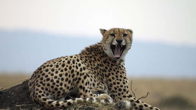 4-Day Masai Mara and Lake Nakuru Trip - Exploring the Game Drives in the Masai Mara